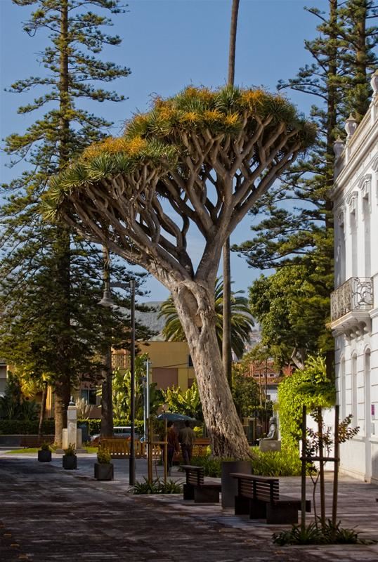 Impresii si Pareri Hoteluri Tenerife